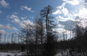 Inv.Vee anténa na strome